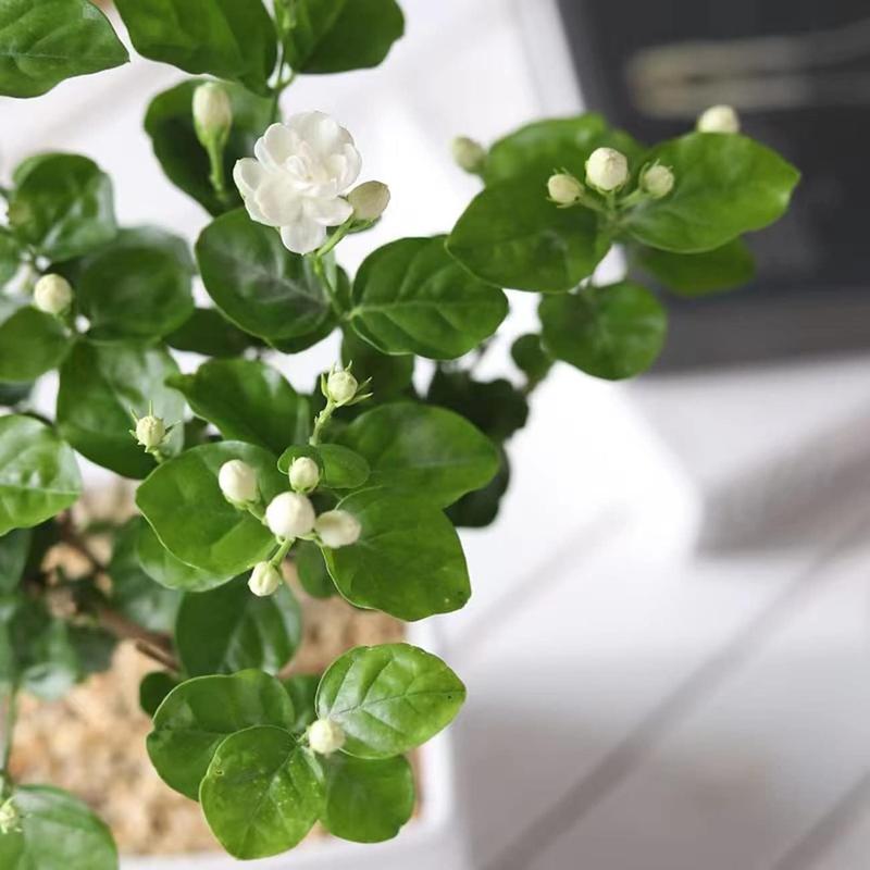 Tuoksuvan kääpiöjasmiinin siemenet (100 kpl, GMO-vapaa)