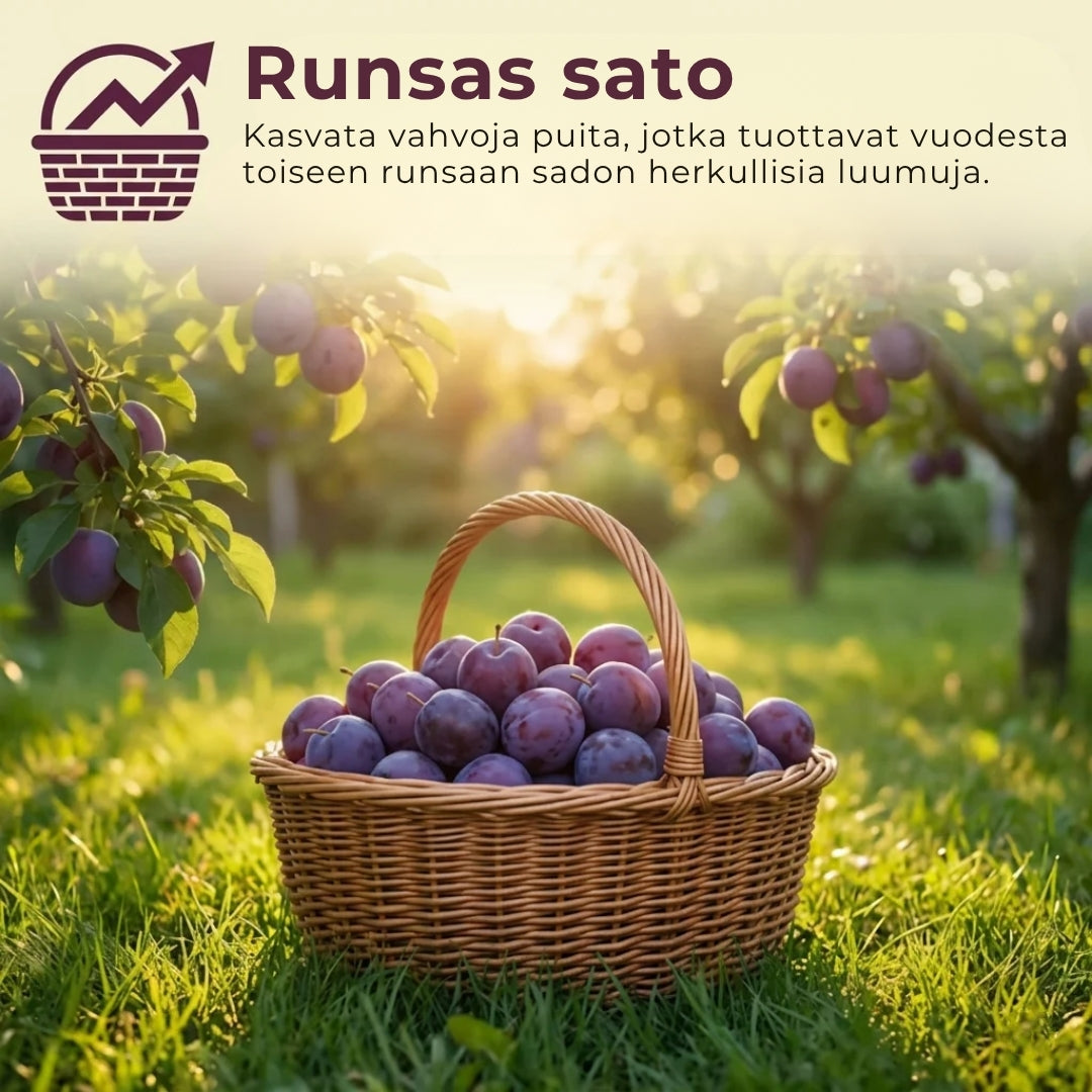 Luumunsiemenet – 100 kpl