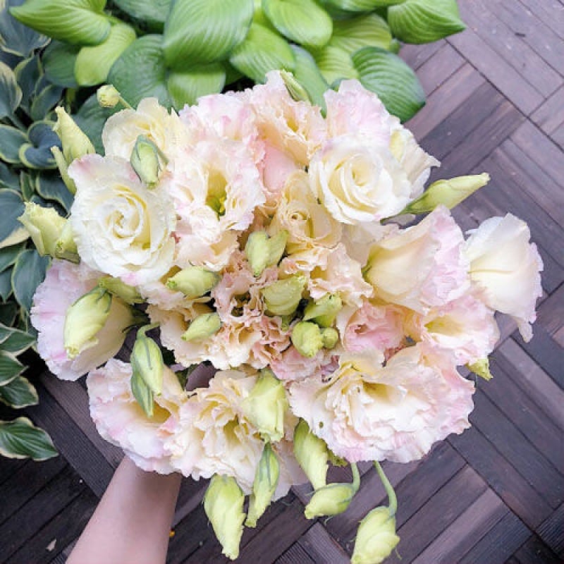 Eustoman siemenet (100 kpl) 💐 Lisianthus