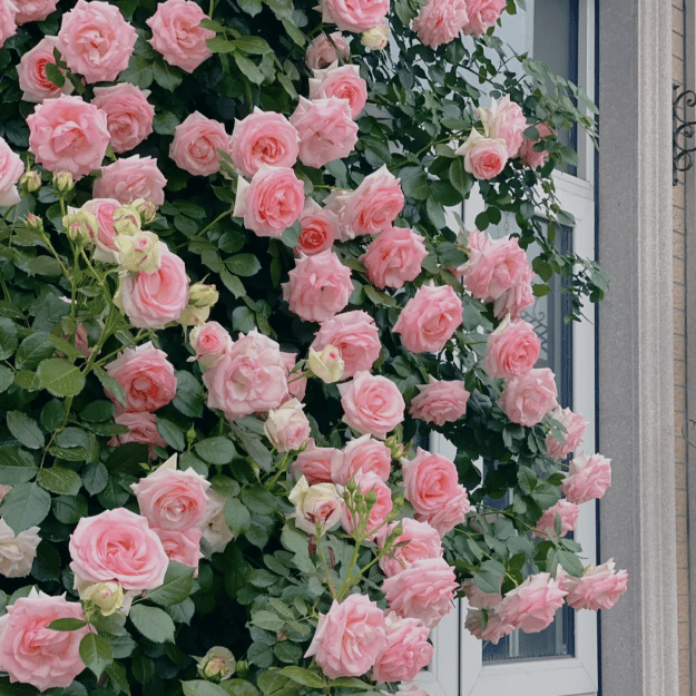 🌸 Värikkäät kiipeilyruusun siemenet | Istutettavissa ympäri vuoden!