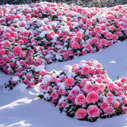 🌸 Värikkäät kiipeilyruusun siemenet | Istutettavissa ympäri vuoden!