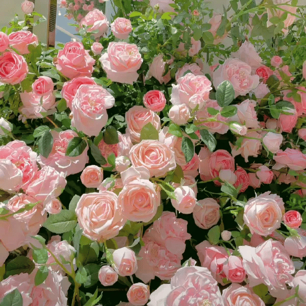 🌸 Värikkäät kiipeilyruusun siemenet | Istutettavissa ympäri vuoden!