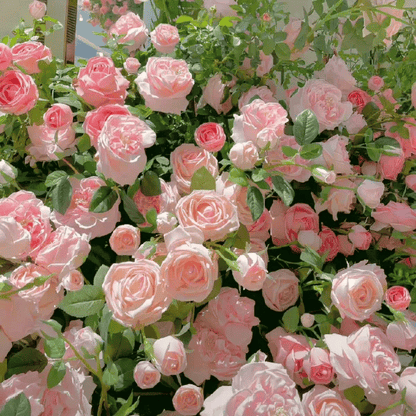🌸 Värikkäät kiipeilyruusun siemenet | Istutettavissa ympäri vuoden!