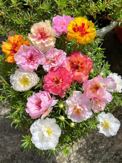 🌸 Koristeportulakan siemenet – 1000 kpl