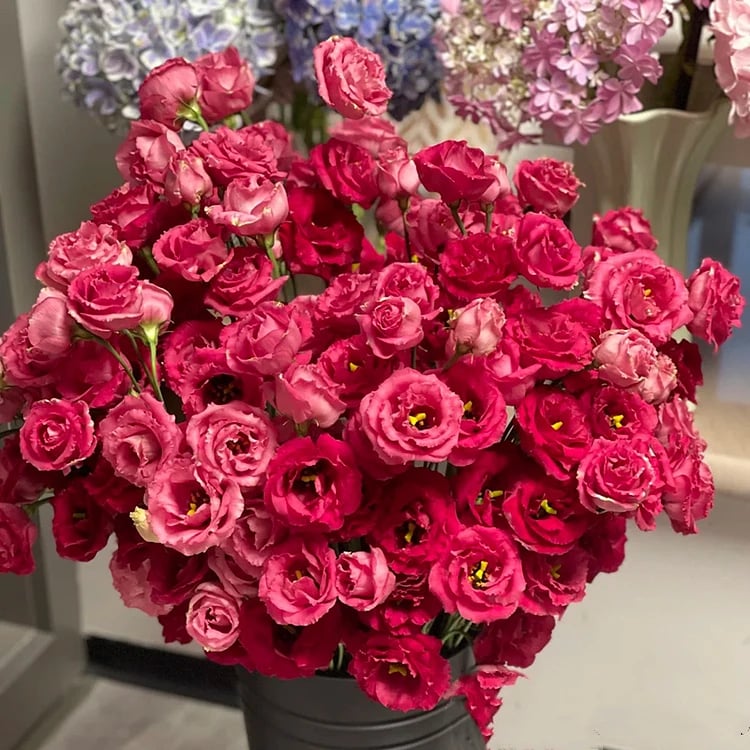 Eustoman siemenet (100 kpl) 💐 Lisianthus