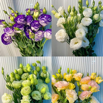 Eustoman siemenet (100 kpl) 💐 Lisianthus