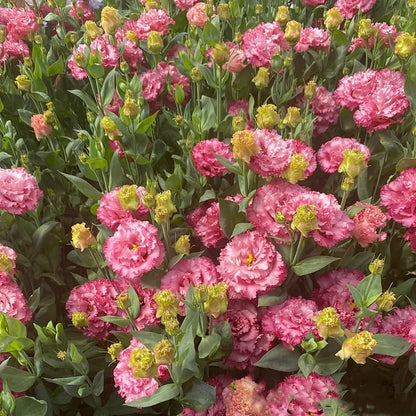 Eustoman siemenet (100 kpl) 💐 Lisianthus