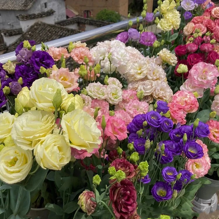Eustoman siemenet (100 kpl) 💐 Lisianthus
