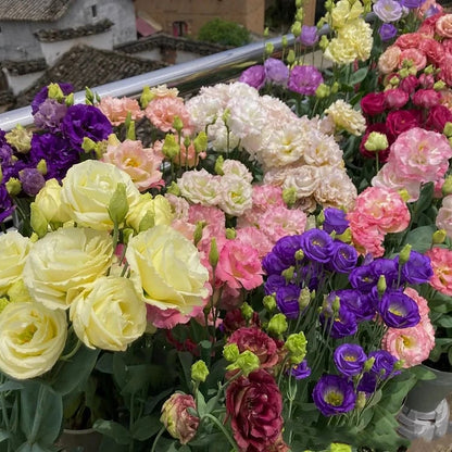Eustoman siemenet (100 kpl) 💐 Lisianthus