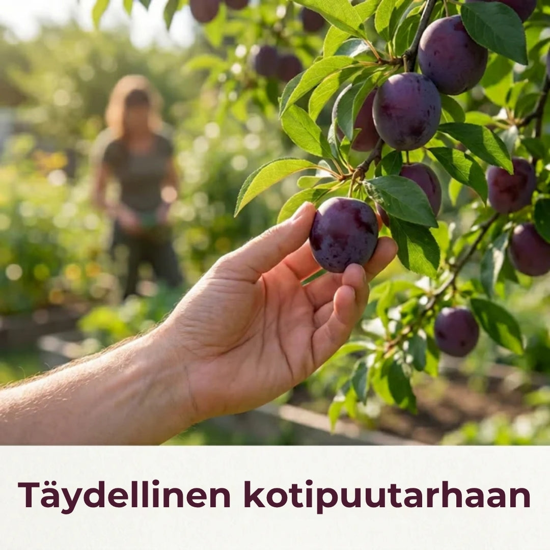 Luumunsiemenet – 100 kpl