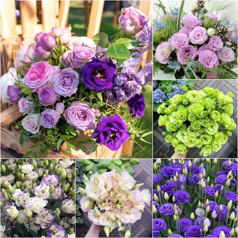 Eustoman siemenet (100 kpl) 💐 Lisianthus