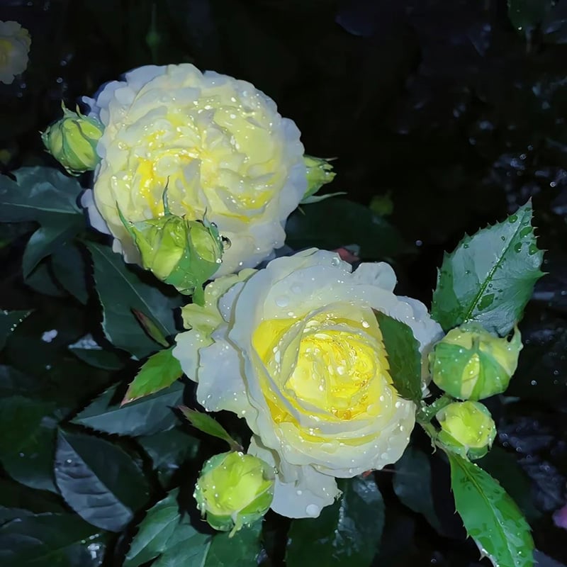 Eustoman siemenet (100 kpl) 💐 Lisianthus