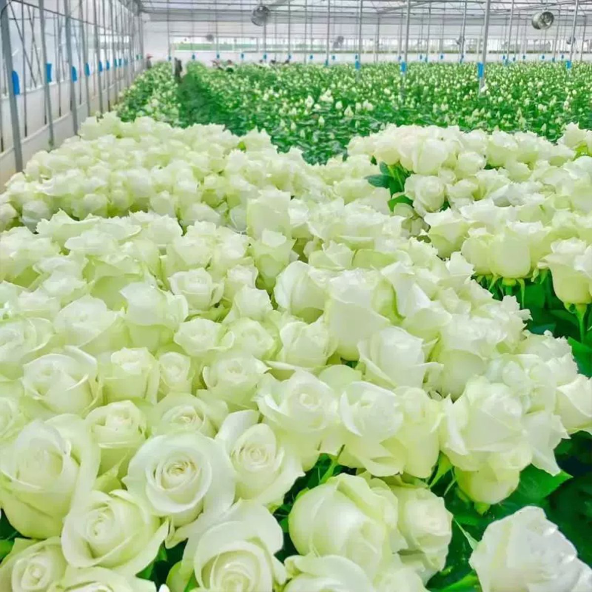 🌸 Värikkäät kiipeilyruusun siemenet | Istutettavissa ympäri vuoden!