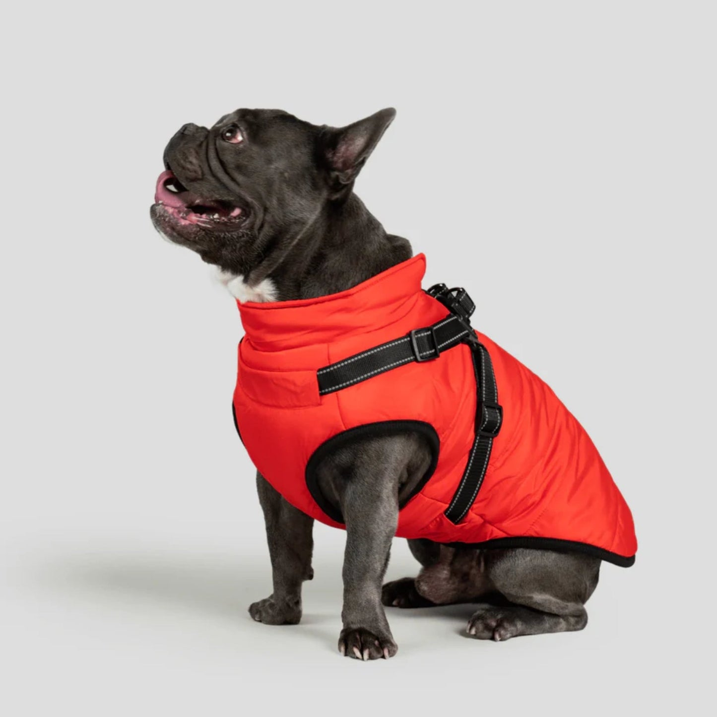 DoggyKings™ 3-in-1 koiran takki