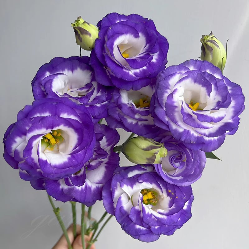 Eustoman siemenet (100 kpl) 💐 Lisianthus