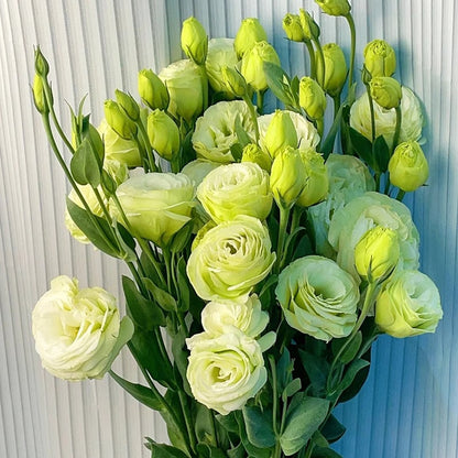 Eustoman siemenet (100 kpl) 💐 Lisianthus