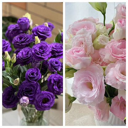 Eustoman siemenet (100 kpl) 💐 Lisianthus