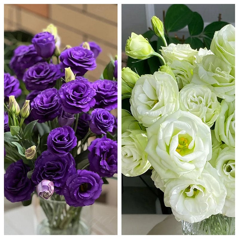 Eustoman siemenet (100 kpl) 💐 Lisianthus