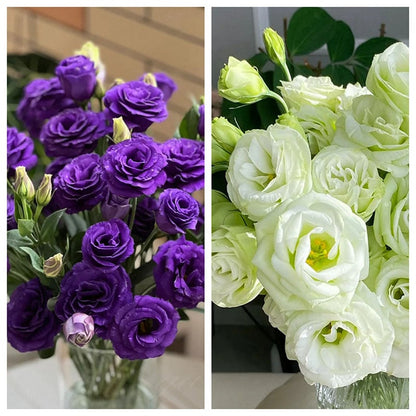 Eustoman siemenet (100 kpl) 💐 Lisianthus