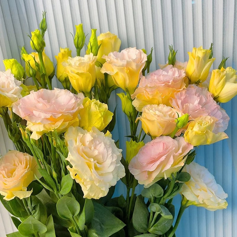 Eustoman siemenet (100 kpl) 💐 Lisianthus