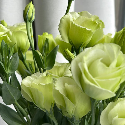 Eustoman siemenet (100 kpl) 💐 Lisianthus