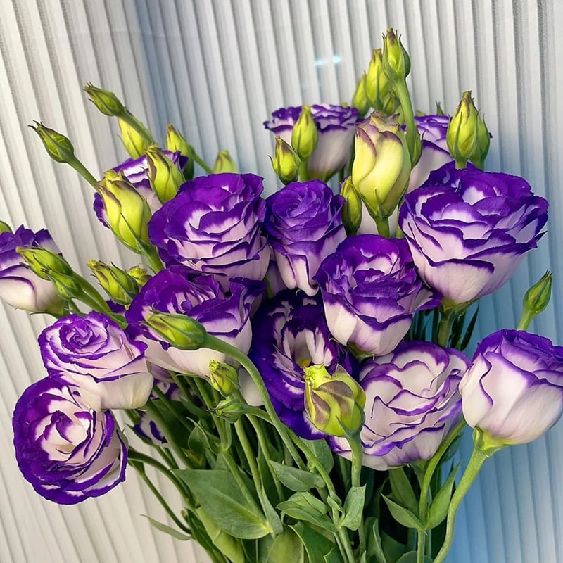 Eustoman siemenet (100 kpl) 💐 Lisianthus