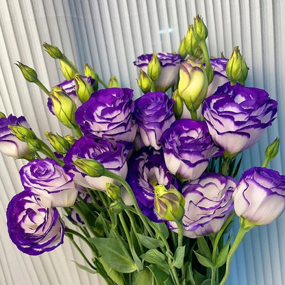 Eustoman siemenet (100 kpl) 💐 Lisianthus