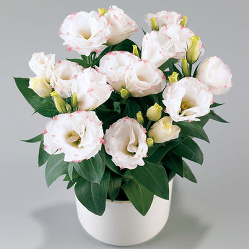 Eustoman siemenet (100 kpl) 💐 Lisianthus