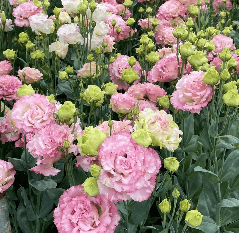 Eustoman siemenet (100 kpl) 💐 Lisianthus