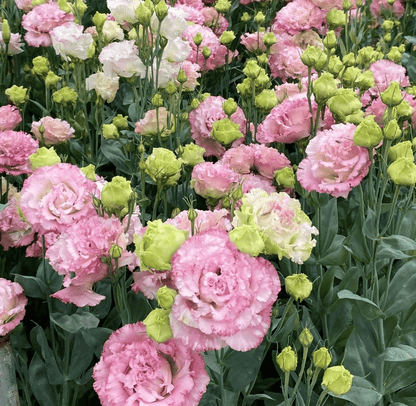 Eustoman siemenet (100 kpl) 💐 Lisianthus