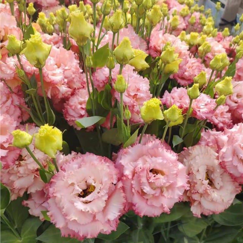 Eustoman siemenet (100 kpl) 💐 Lisianthus