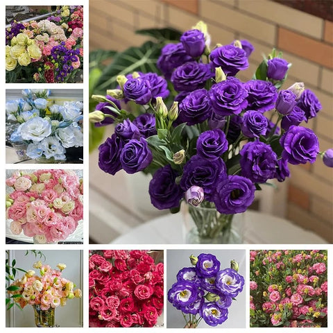 Eustoman siemenet (100 kpl) 💐 Lisianthus