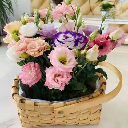 Eustoman siemenet (100 kpl) 💐 Lisianthus