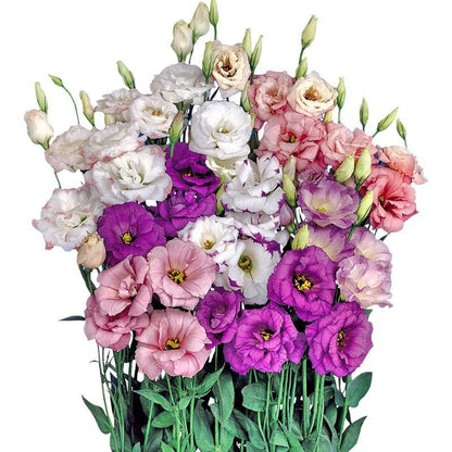 Eustoman siemenet (100 kpl) 💐 Lisianthus