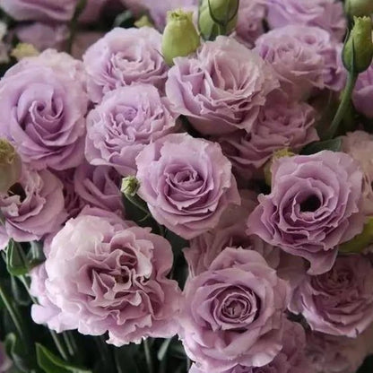 Eustoman siemenet (100 kpl) 💐 Lisianthus