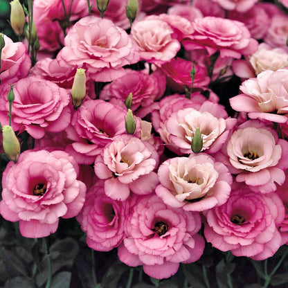 Eustoman siemenet (100 kpl) 💐 Lisianthus