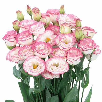 Eustoman siemenet (100 kpl) 💐 Lisianthus