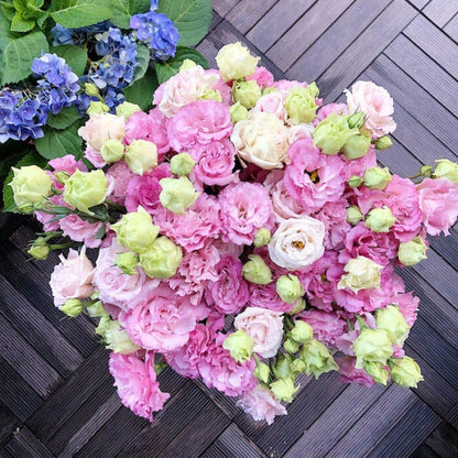 Eustoman siemenet (100 kpl) 💐 Lisianthus