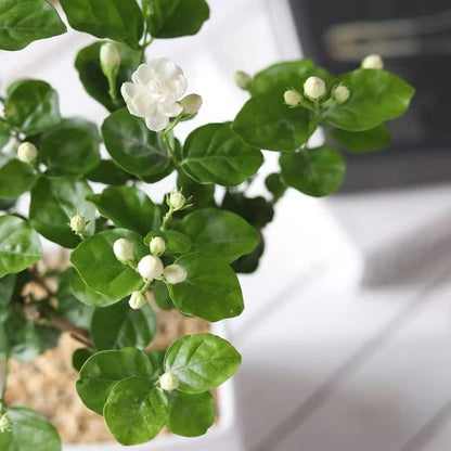 Tuoksuvan kääpiöjasmiinin siemenet (100 kpl, GMO-vapaa)