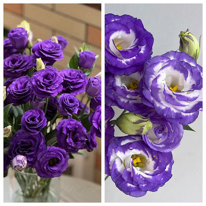 Eustoman siemenet (100 kpl) 💐 Lisianthus