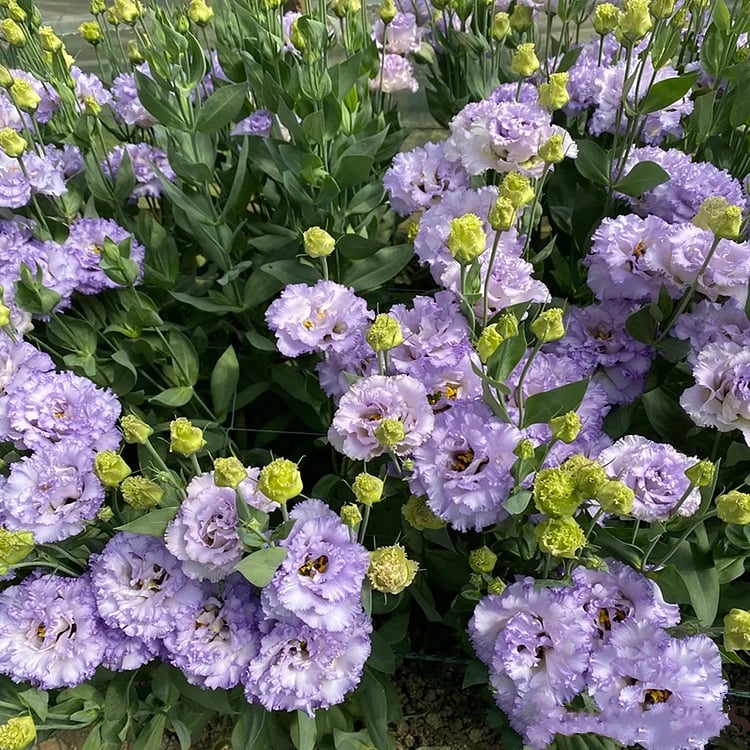 Eustoman siemenet (100 kpl) 💐 Lisianthus