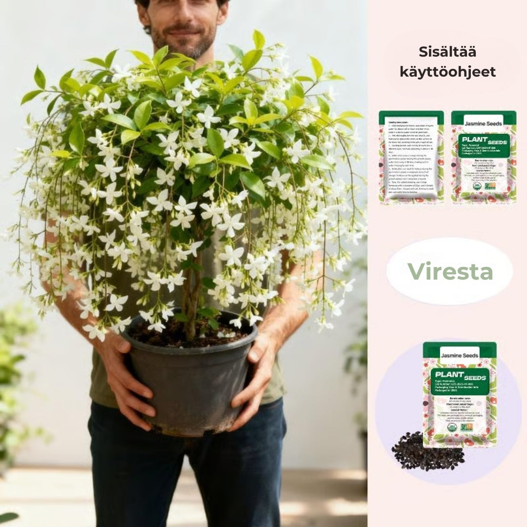 Tuoksuvan kääpiöjasmiinin siemenet (100 kpl, GMO-vapaa)