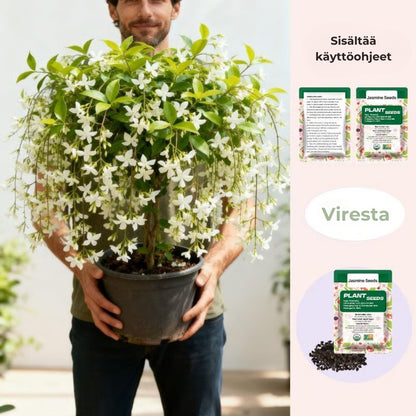 Tuoksuvan kääpiöjasmiinin siemenet (100 kpl, GMO-vapaa)