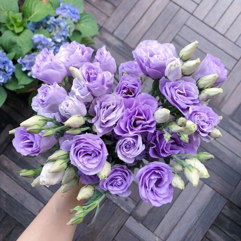 Eustoman siemenet (100 kpl) 💐 Lisianthus