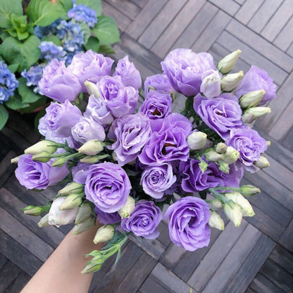 Eustoman siemenet (100 kpl) 💐 Lisianthus