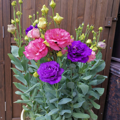 Eustoman siemenet (100 kpl) 💐 Lisianthus