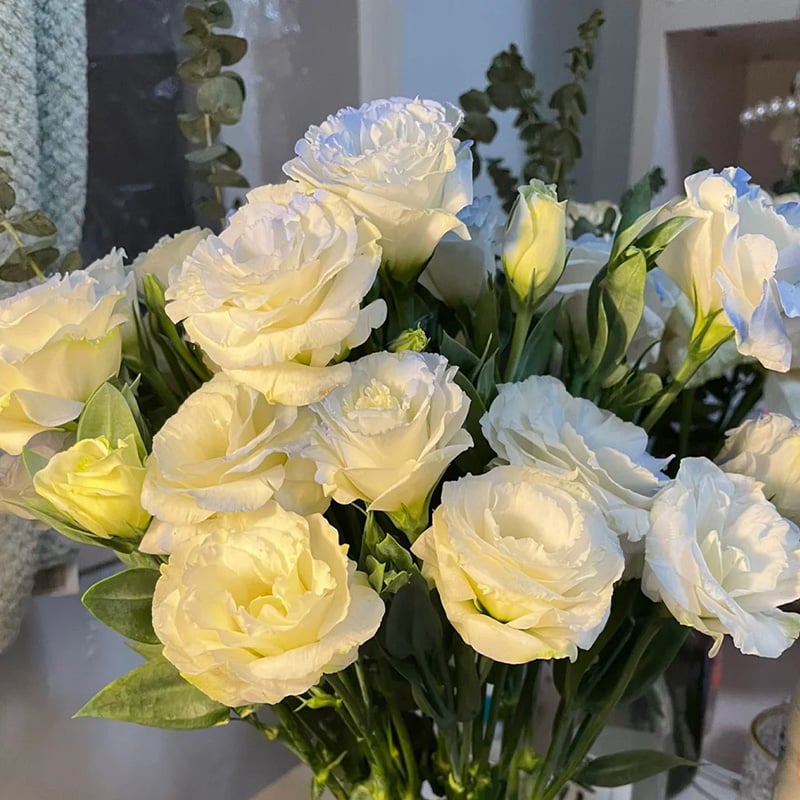 Eustoman siemenet (100 kpl) 💐 Lisianthus