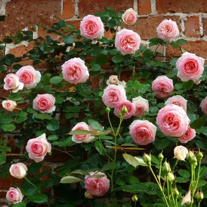 🌸 Värikkäät kiipeilyruusun siemenet | Istutettavissa ympäri vuoden!