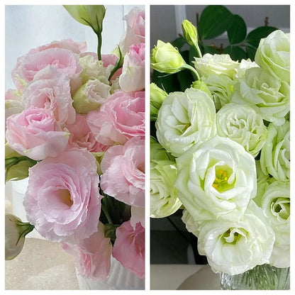 Eustoman siemenet (100 kpl) 💐 Lisianthus