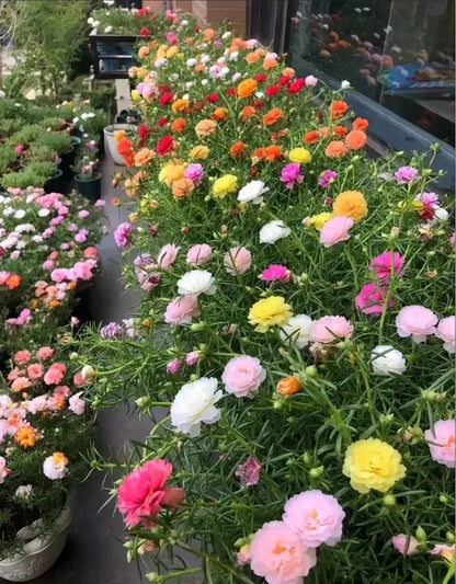 🌸 Koristeportulakan siemenet – 1000 kpl